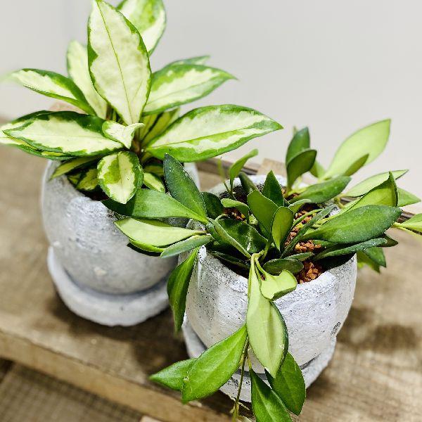 おしゃれ 観葉植物 品種選べる ホヤ 鉢植え 受皿付 F5557v 遊恵盆栽 Yahoo 店 通販 Yahoo ショッピング