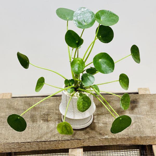 観葉植物 ピレア ペペロミオイデス 鉢植え 受皿付 パンケーキプランツ F5559v 遊恵盆栽 Yahoo 店 通販 Yahoo ショッピング