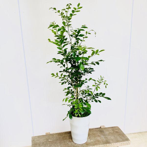 観葉植物 シルクジャスミン ゲッキツ プラポット F5575v 遊恵盆栽 Yahoo 店 通販 Yahoo ショッピング