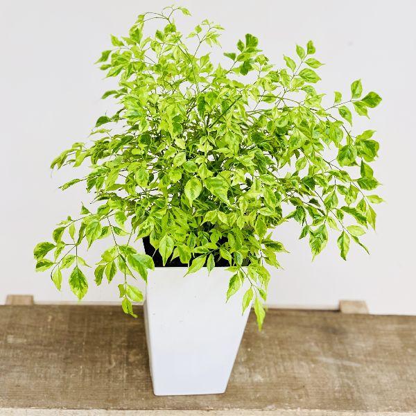 おしゃれ 観葉植物：ステレオスペルマム レモンライム*プラポット