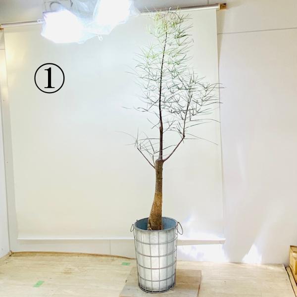 おしゃれ 観葉植物 ブラキキトン ボトルツリー ブリキ鉢カバー 大型佐川急便 現品 F5581v 遊恵盆栽 Yahoo 店 通販 Yahoo ショッピング