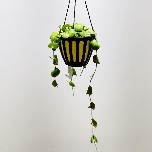おしゃれ 観葉植物：ディスキディア インブリカータ*吊り鉢 5号 : 遊恵