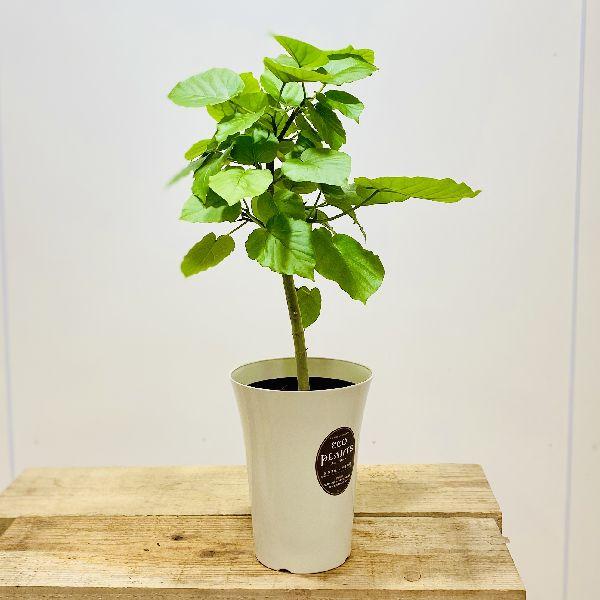 観葉植物 フィカス ウンベラータ プラポット F5591v 遊恵盆栽 Yahoo 店 通販 Yahoo ショッピング