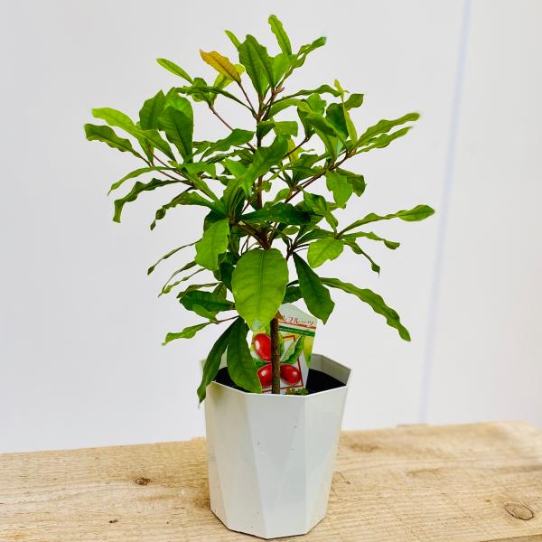 y-bonsai_f5613v