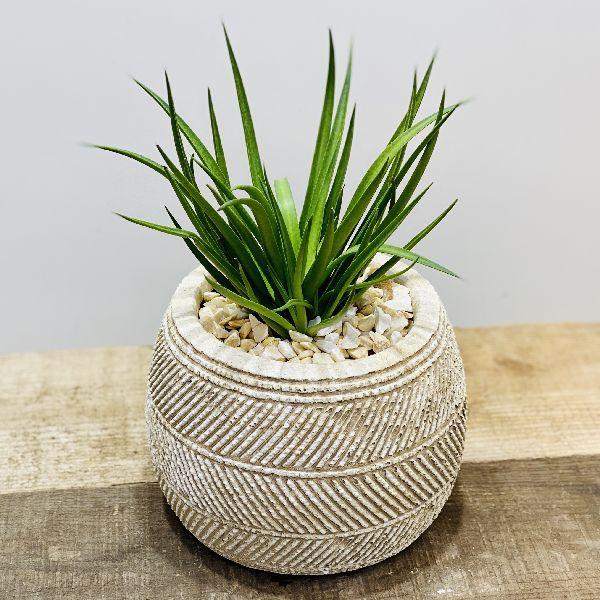 おしゃれ 観葉植物 多肉植物 マンガベ バッド ヘアーデイ 鉢植え F5629v 遊恵盆栽 Yahoo 店 通販 Yahoo ショッピング