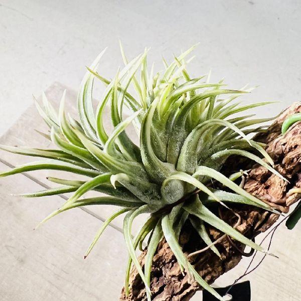 イオナンタ アルボマルギナータ♡ティランジア♡チランジア♡エアープランツ 楽天市場】(現品) チランジア イオナンタ 'アルボマージナータ