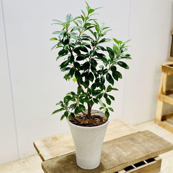 極上】フィカス・ナナ 盆栽仕立て 根上がり 9号 鉢カバーセット 観葉