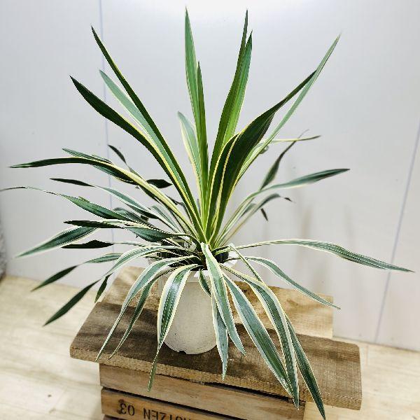 おしゃれ 観葉植物 斑入りユッカ プラポット F5649v 遊恵盆栽 Yahoo 店 通販 Yahoo ショッピング