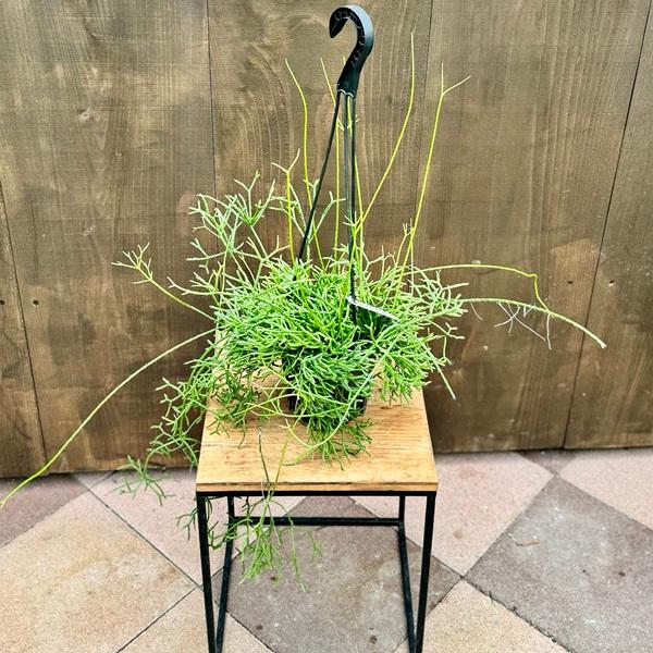おしゃれ 観葉植物 リプサリス ケレウスクラ 5号 吊り鉢 F5652v 遊恵盆栽 Yahoo 店 通販 Yahoo ショッピング