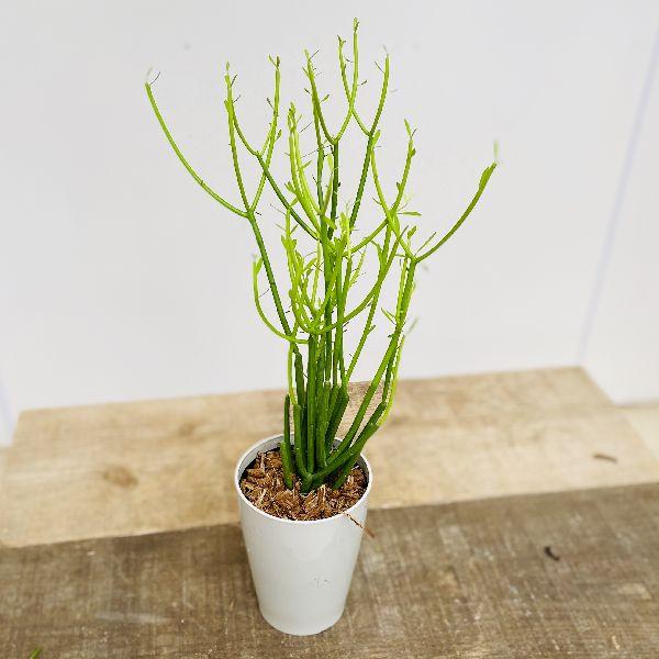 おしゃれ 観葉植物 多肉植物：ミルクブッシュ イエロー*プラポット 3号