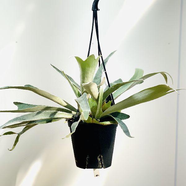 おしゃれ 観葉植物 ビカクシダ コウモリラン ビーチー 5号 吊り鉢 F5654v 遊恵盆栽 Yahoo 店 通販 Yahoo ショッピング