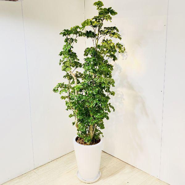 おしゃれ 観葉植物 ポリシャス バタフライ 陶器鉢 受皿付 大型佐川便配送 現品 F5668v 遊恵盆栽 Yahoo 店 通販 Yahoo ショッピング