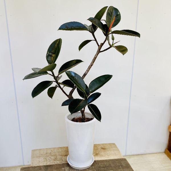 おしゃれ 観葉植物 フィカス バーガンディ クロゴムの木 陶器鉢 受皿付 F5675v 遊恵盆栽 Yahoo 店 通販 Yahoo ショッピング