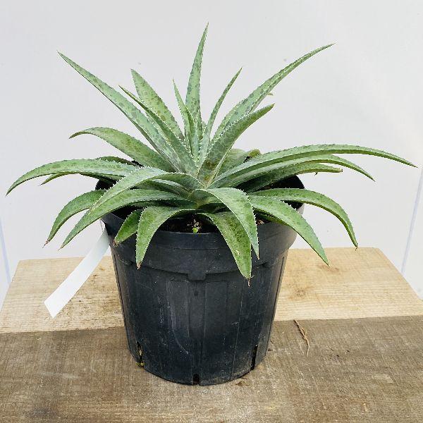 おしゃれ 観葉植物 多肉植物：マンガベ フレックルアンドスペックル