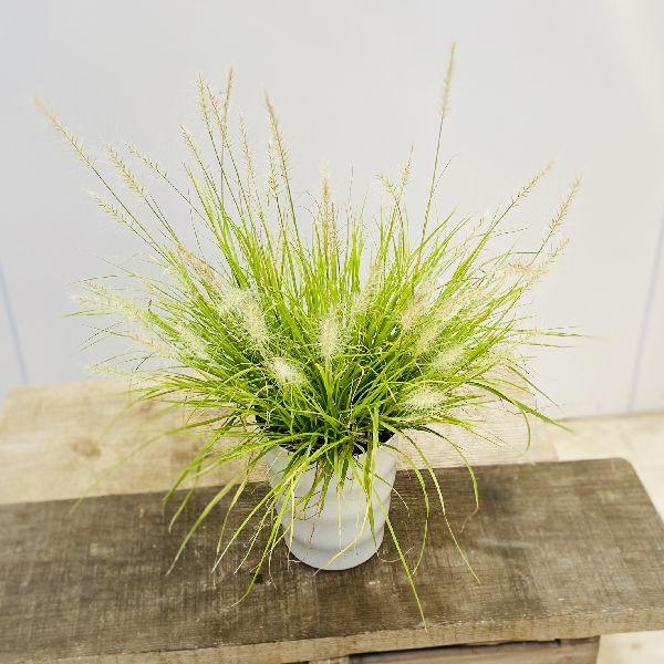 観葉植物 苗 ペニセタム リトル バニー ペニセツム チカラシバ F5681v 遊恵盆栽 Yahoo 店 通販 Yahoo ショッピング