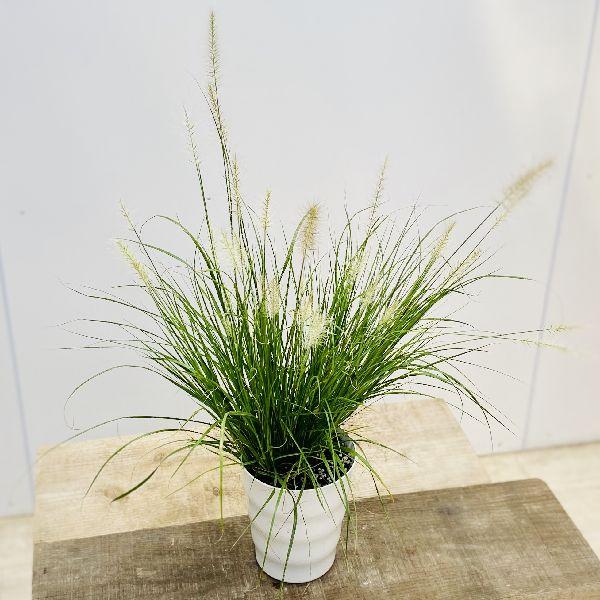 観葉植物 苗 ペニセタム ハーメルン ペニセツム チカラシバ F56v 遊恵盆栽 Yahoo 店 通販 Yahoo ショッピング