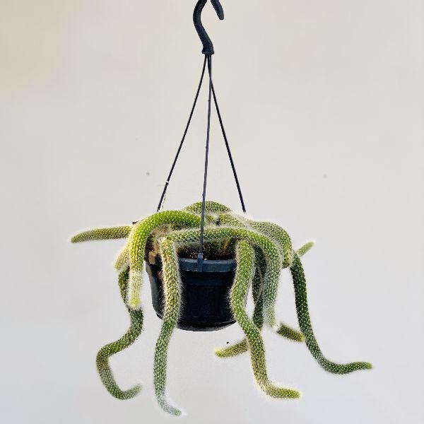 観葉植物 希少 サボテン ヒモサボテン ヒルデウィンテラ F56v 遊恵盆栽 Yahoo 店 通販 Yahoo ショッピング