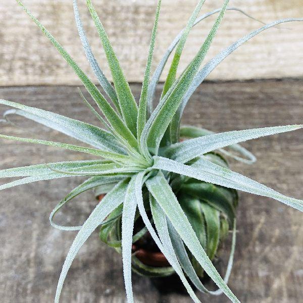 おしゃれ 観葉植物 エアープランツ：チランジア チャペウエンシス*素焼