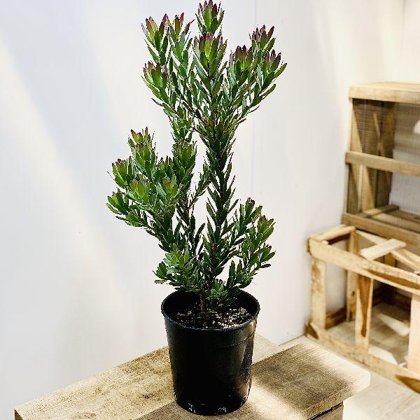 おしゃれ 観葉植物 苗：リューカデンドロン シックスティーン