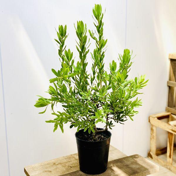 おしゃれ 観葉植物 苗 リューカデンドロン ライムマジック 7号 F5690v 遊恵盆栽 Yahoo 店 通販 Yahoo ショッピング