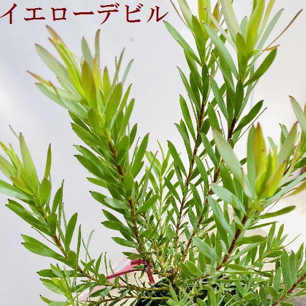 おしゃれ 希少品種 観葉植物 ギンヨウジュ リューカデンドロン 5号 各種 F5699v 遊恵盆栽 Yahoo 店 通販 Yahoo ショッピング