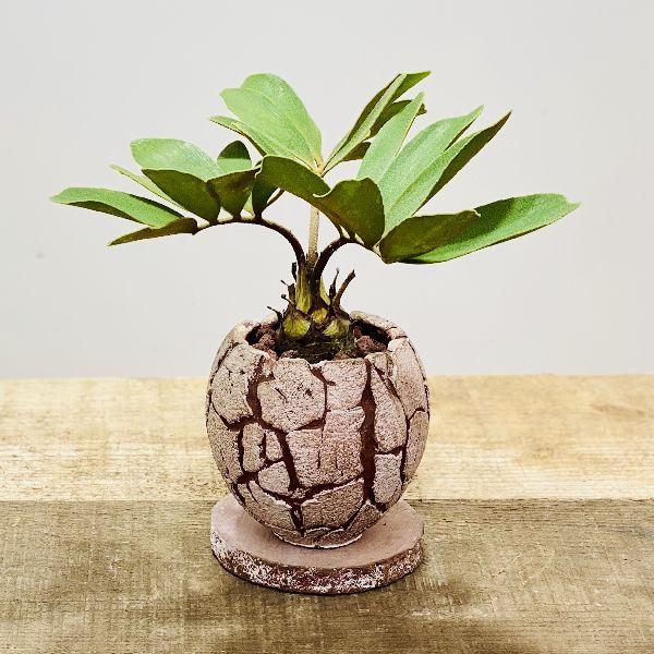 おしゃれ 観葉植物：ザミア メキシコソテツ 鉢植え*受皿付 : 遊恵盆栽 