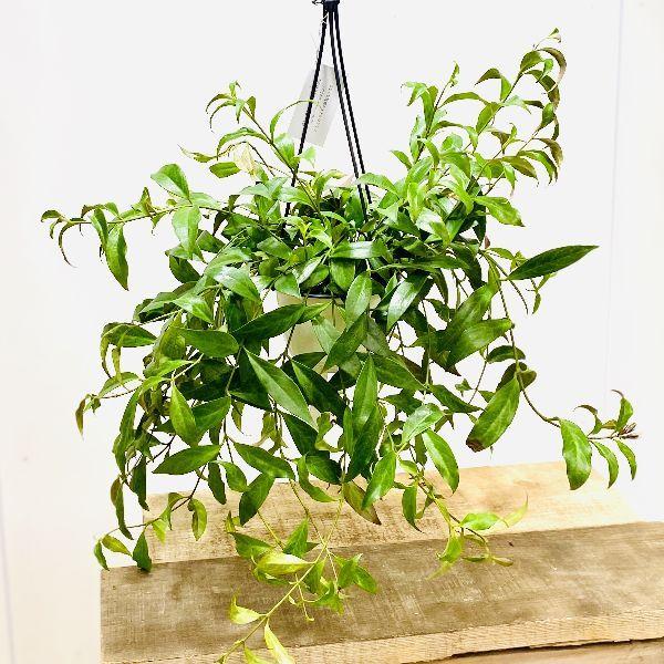 おしゃれ 観葉植物：エスキナンサス ブラックパゴダ*5号 吊り鉢 : 遊恵