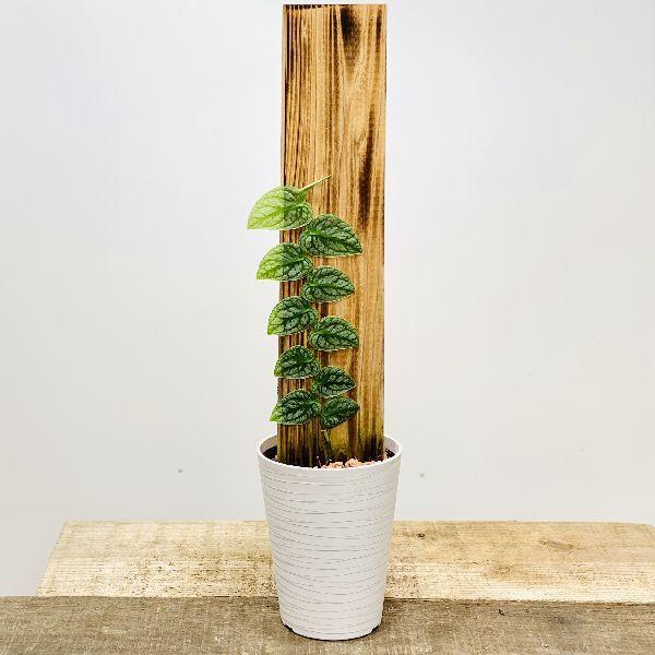 おしゃれ 観葉植物 モンステラ ドゥビア Monstera Dubia F5719v 遊恵盆栽 Yahoo 店 通販 Yahoo ショッピング
