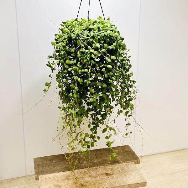 おしゃれ 観葉植物：ホヤ スラウェシ*吊り鉢 7号 : 遊恵盆栽 Yahoo!店