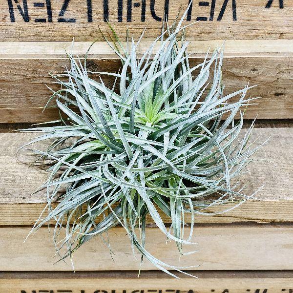 おしゃれ 観葉植物 エアープランツ チランジア コットンキャンディ クランプ F5742v 遊恵盆栽 Yahoo 店 通販 Yahoo ショッピング