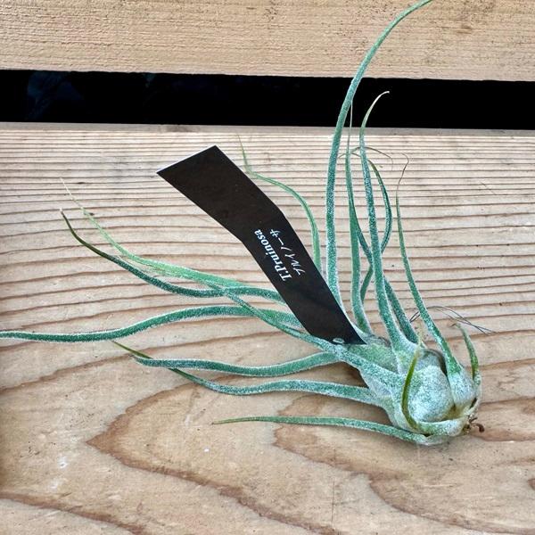 おしゃれ 観葉植物 エアープランツ：チランジア プルイノーサR* : 遊恵