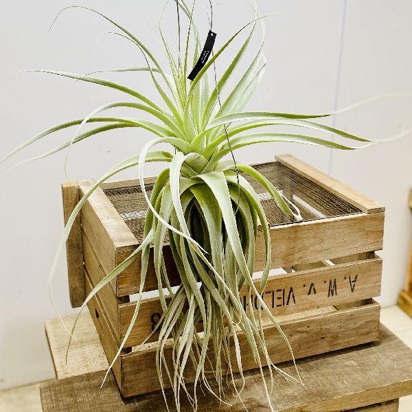 おしゃれ 観葉植物 エアープランツ：チランジア ストラミネア