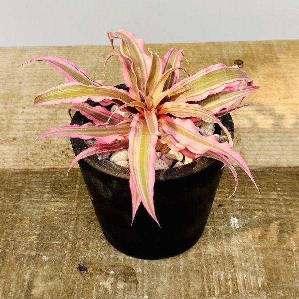 ブロメリア おしゃれ 観葉植物 クリプタンサス 黒プラ F5760v 遊恵盆栽 Yahoo 店 通販 Yahoo ショッピング