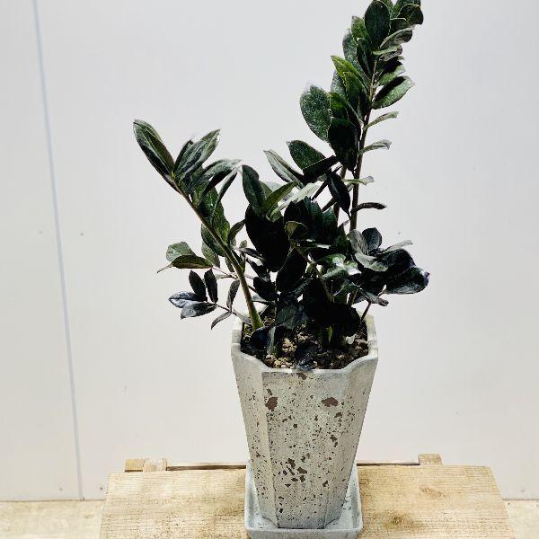 おしゃれ 観葉植物：金銭樹 ザミオクルカス レイバン*鉢植え 受皿付