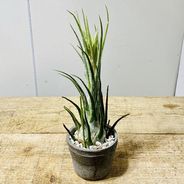おしゃれ 観葉植物 エアープランツ：チランジア セレリアナHB 鉢植え