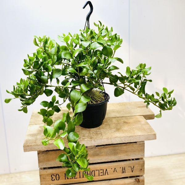アリ植物ヒドノフィツムパプアナム ヒドノフィツム パプアナム 蟻植物 - メルカリ