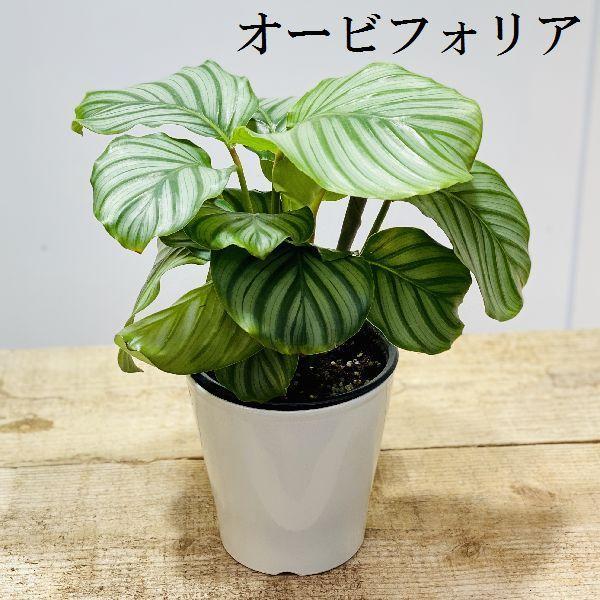 観葉植物 カラテアの人気商品 通販 価格比較 価格 Com