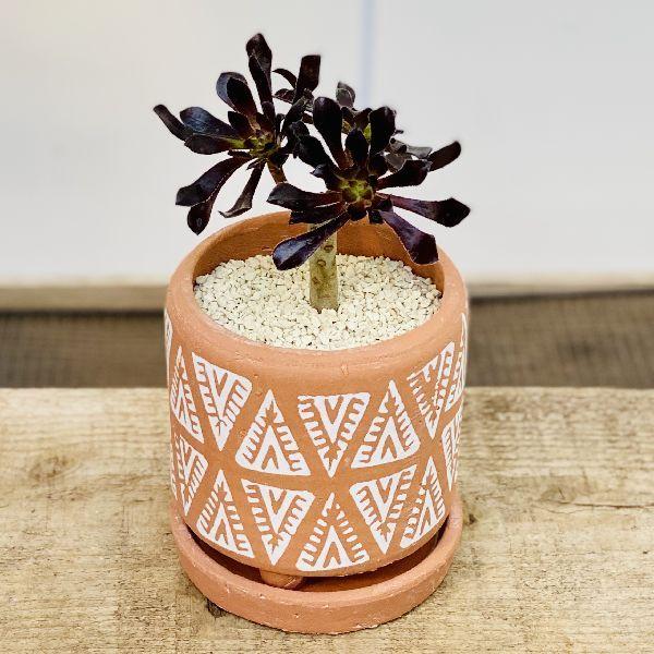 おしゃれ 観葉植物 アエオニウム 黒法師 テラコッタ鉢植え 受皿付 F57v 遊恵盆栽 Yahoo 店 通販 Yahoo ショッピング