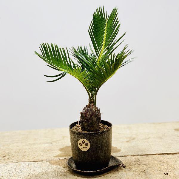 おしゃれ 観葉植物 ソテツ コーヒーポット 受皿付 F5792v 遊恵盆栽 Yahoo 店 通販 Yahoo ショッピング