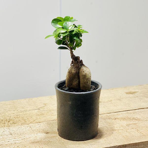 おしゃれ 観葉植物 モクラメ ガジュマル 信楽焼き鉢 F5797v 遊恵盆栽 Yahoo 店 通販 Yahoo ショッピング