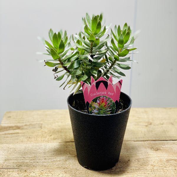 おしゃれ 観葉植物 苗 鉢花 ミメティス クラッカージャックシルバー 5号 プラポット F5798v 遊恵盆栽 Yahoo 店 通販 Yahoo ショッピング