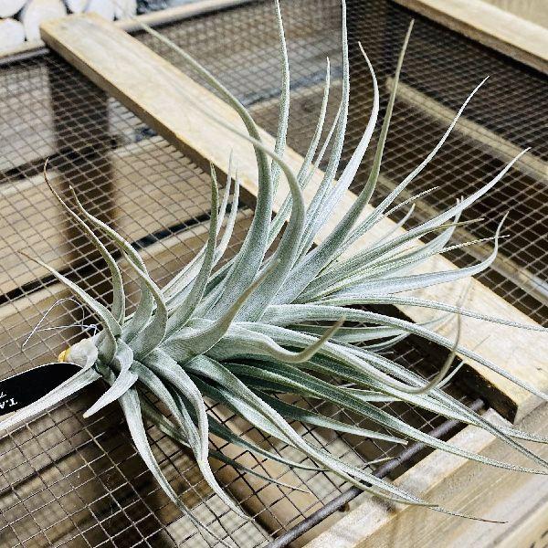 おしゃれ 観葉植物 エアープランツ チランジア アエラントスhb F5804v 遊恵盆栽 Yahoo 店 通販 Yahoo ショッピング