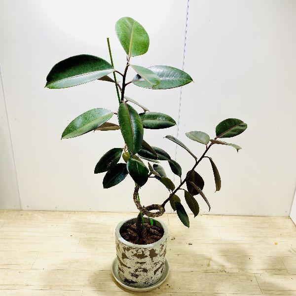 おしゃれ 観葉植物：フィカス バーガンディ*鉢植え 受皿付 クロゴムの 
