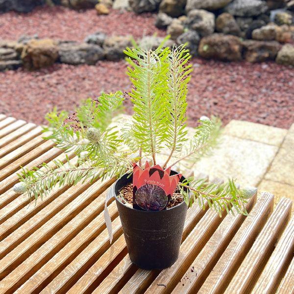 おしゃれ 観葉植物 苗 リューカデンドロン パープルヘイズ 5号 F5818v 遊恵盆栽 Yahoo 店 通販 Yahoo ショッピング