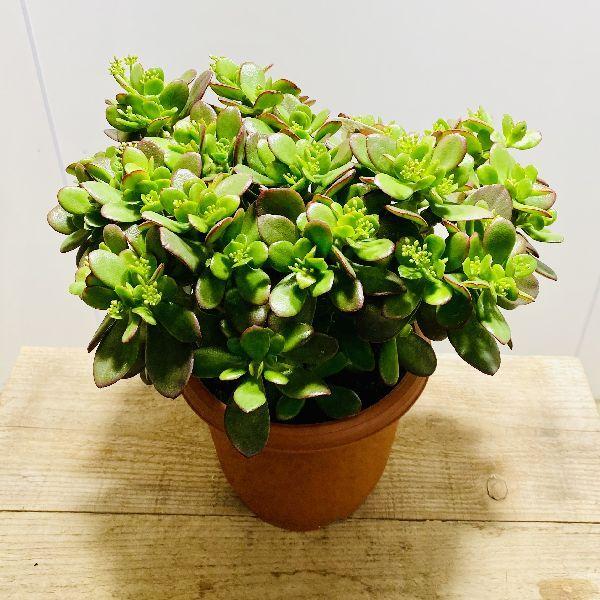 おしゃれ 観葉植物 金のなる木 花月 成金草 7号 F53v 遊恵盆栽 Yahoo 店 通販 Yahoo ショッピング