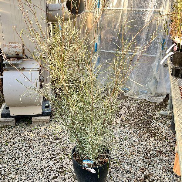 観葉植物 細いの人気商品 通販 価格比較 価格 Com