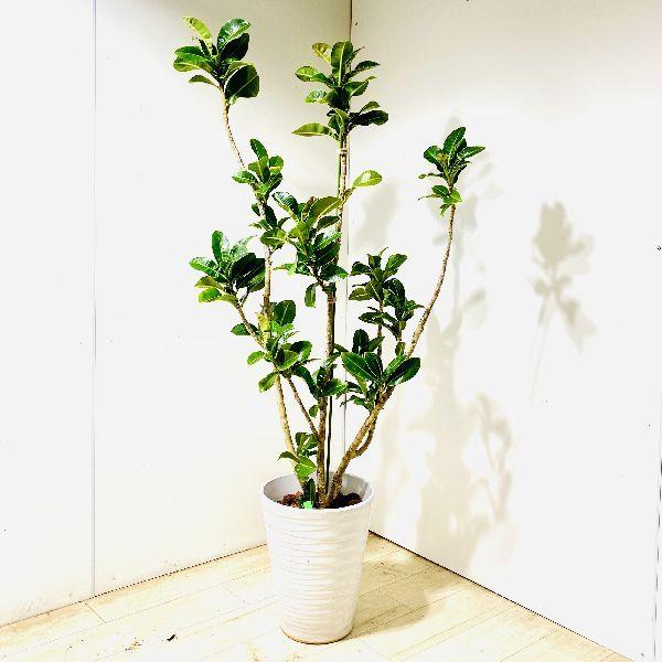 おしゃれ 観葉植物：フィカス アポロゴムの木*鉢植え 現品をお届け