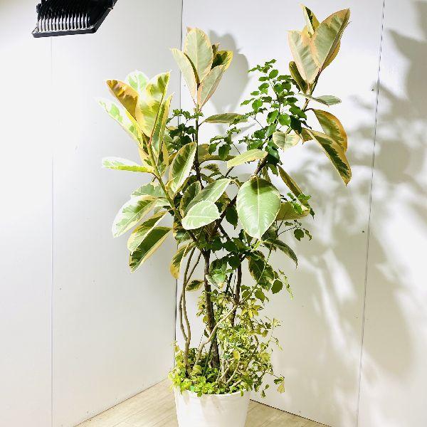 おしゃれ 観葉植物 寄せ植え セラアート 現品をお届け 大型佐川便配送 F56v 遊恵盆栽 Yahoo 店 通販 Yahoo ショッピング