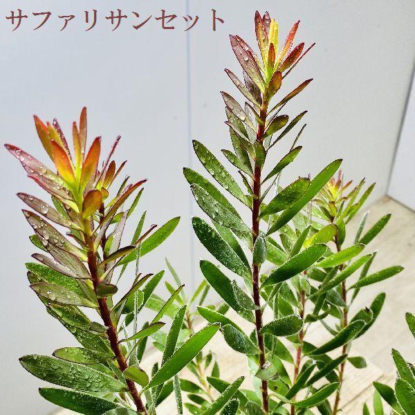 おしゃれ 観葉植物 苗：リューカデンドロン サファリサンセット*5号