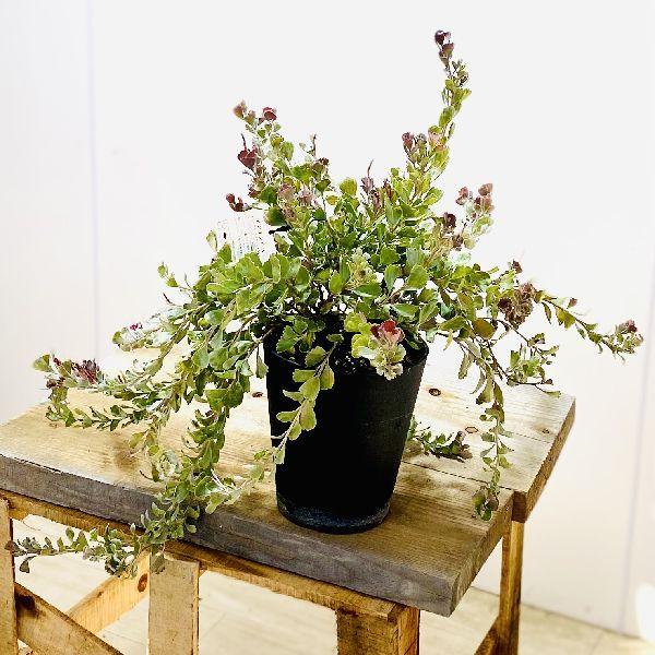 おしゃれ 観葉植物 花苗 アデナンサス クネータス バスケットフラワー 5号 F5860v 遊恵盆栽 Yahoo 店 通販 Yahoo ショッピング